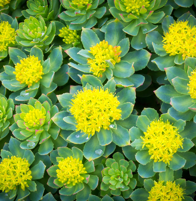 Rhodiola: Un potente integratore naturale per potenziare la tua salute